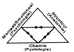 driehoek psychologie / anatomie / fysiologie Kinesiologie praktijk Boxtel